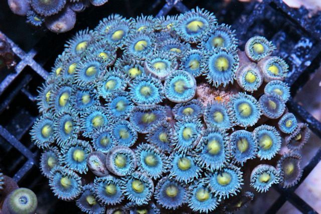 tn_ZPF1627Zoas_zps114921d8.jpg