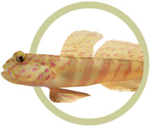 pw71666watchmanspotted_goby.jpg