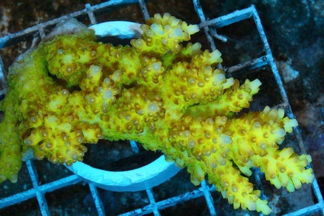 tn_AUJ2454139RadioactiveAcropora_zps2d192425.jpg