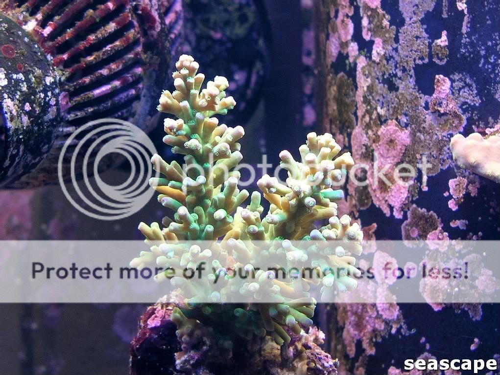 coralpics2026.jpg