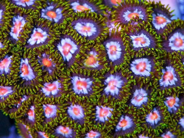 tn_BF%20J0517%20Winter%20Daisy%20Zoanthids_zpspzjetxcp.jpg