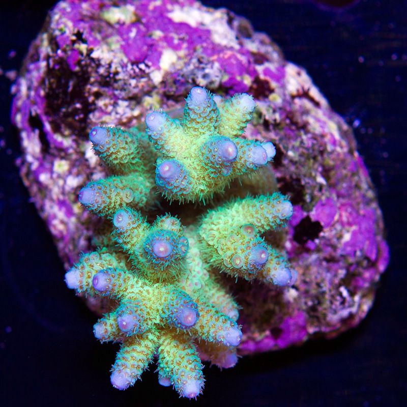 newcoral1413b.jpg