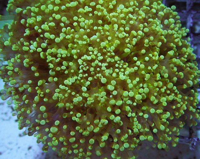 tn_AUJ2485129GreenFrogspawn_zpse0b3d6a3.jpg