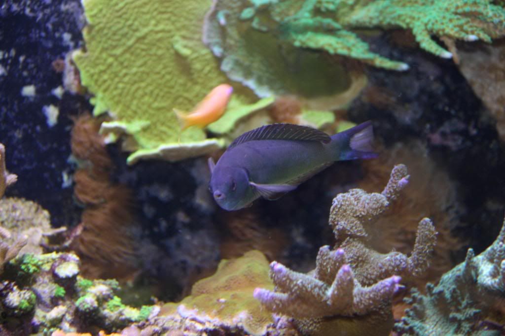 Wrasse3.jpg