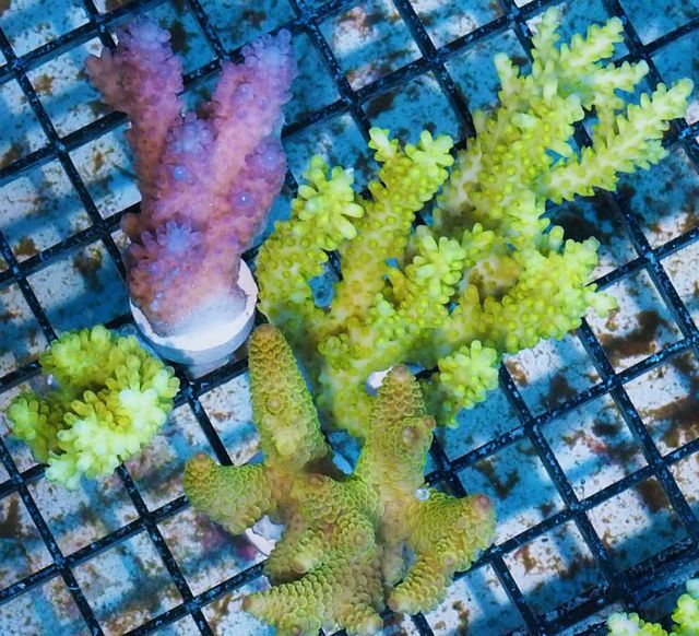 tn_AF%20M0175%20199%20Ultra%20Aussie%20Acropora%204%20Pack_zps3va9pmo5.jpg