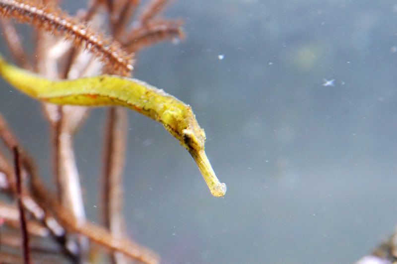 YellowPipefishHead.jpg