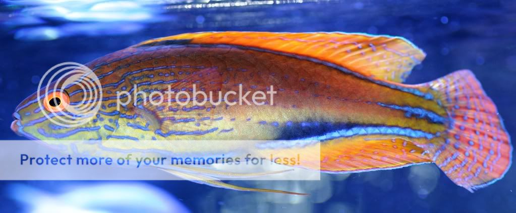 LineatusFairyWrasse.jpg