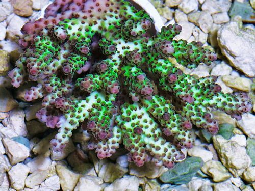 tn_HP%20F1317%20179%20Red%20tip%20Acropora%20sarmentosa_zpspoih0kbg.jpg