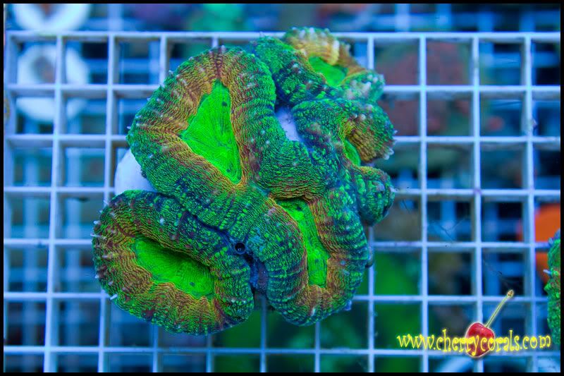 NewCorals_21-4.jpg