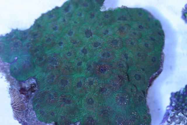 602acan20echinata.jpg