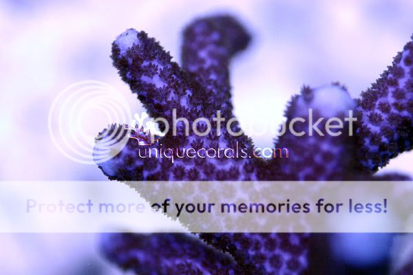 purple_monti1_macro-1.jpg