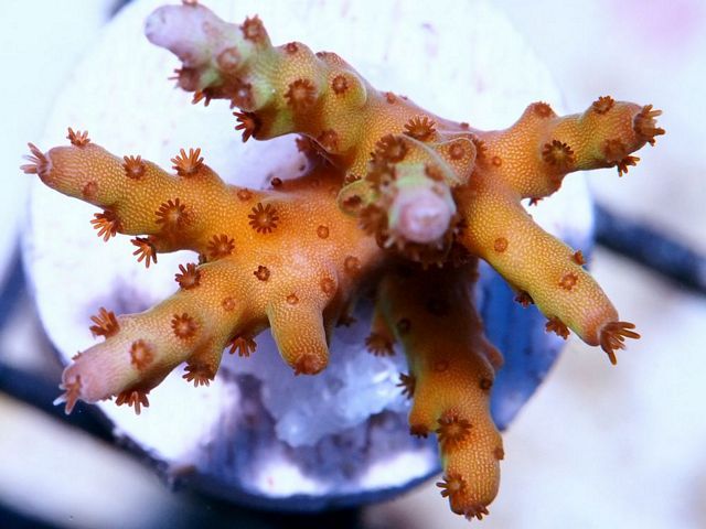 tn_X%20D0461%2013%20Green%20Blush%20Acropora_zpsojjeenlt.jpg