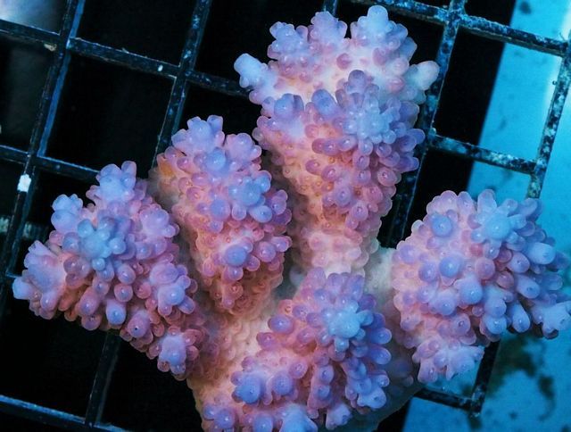 tn_AF%20M0215%20129%20Triple%20Thread%20Acropora_zpse933a8cy.jpg