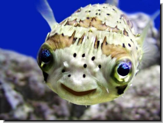 porcupine-fish-puffer.jpg