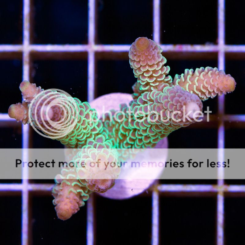 newacropora0109b.jpg~original