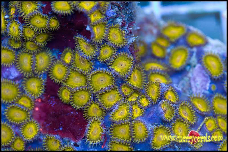 NewCorals_28-4.jpg