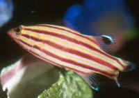 Liopropoma_rubreAQ2.jpg