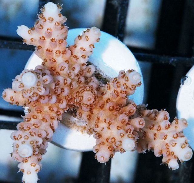 tn_X%20A0337%2012%20Acropora_zps54x97uwf.jpg