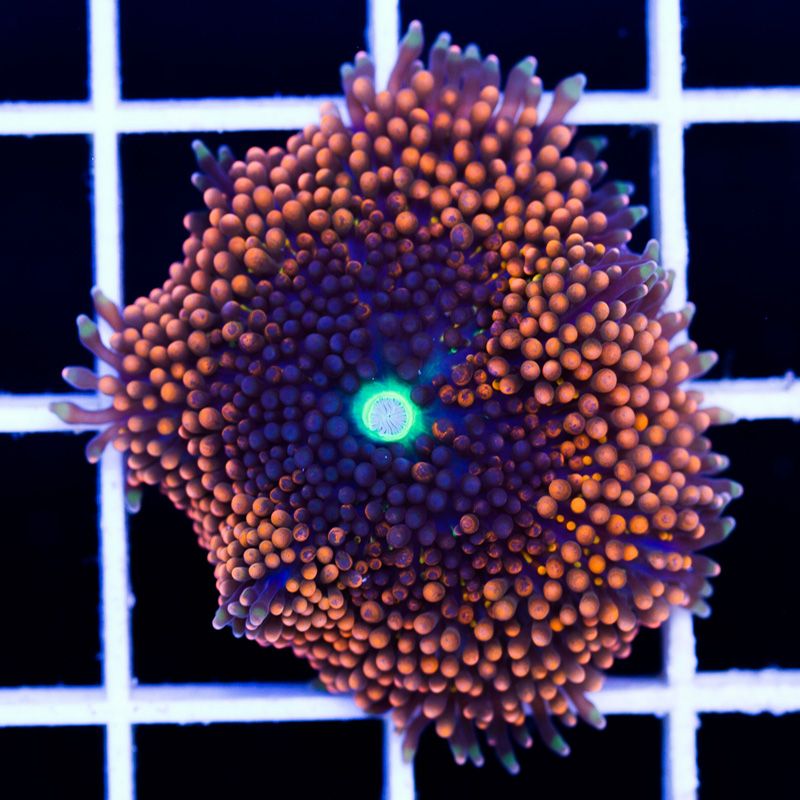 newcorals365b.jpg