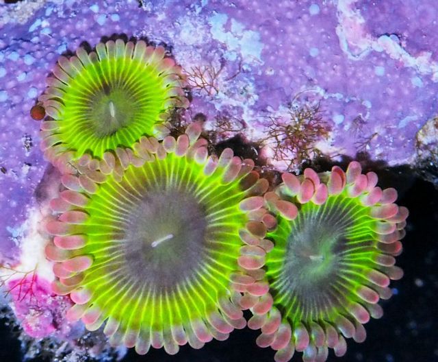 tn_F%20JL0659%2039%20Pink%20Kiwi%20Zoanthids_zpsqqy4koxv.jpg