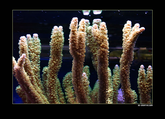 montipora.jpg