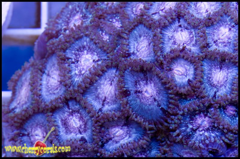 NewCorals134copy.jpg