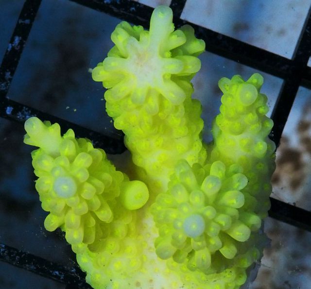 tn_AF%20M0130%20129%20Lemon%20Zinger%20Aussie%20Acropora_zps3t9i8pce.jpg