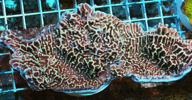 tn_auj2441139monstermilemontipora_1_zps726f1a32.jpg