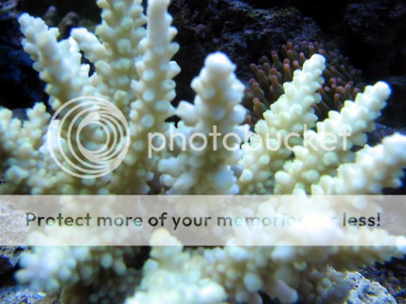 greenacropora.jpg