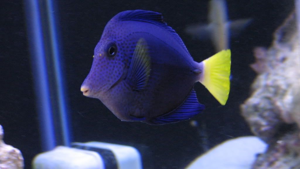 PurpleTang.jpg