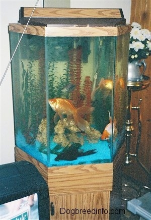 FishGoldFishTank.jpg