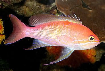 Pseudanthias-sp.bloodspot3.jpg