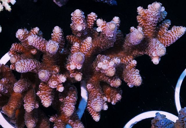 tn_AC%20M0108%20169%20Pink%20Plush%20Aussie%20Acropora%20millepora_zpswsieup8b.jpg