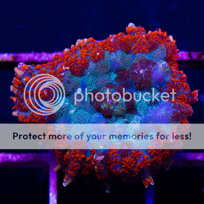 newcorals-3013b.jpg~original