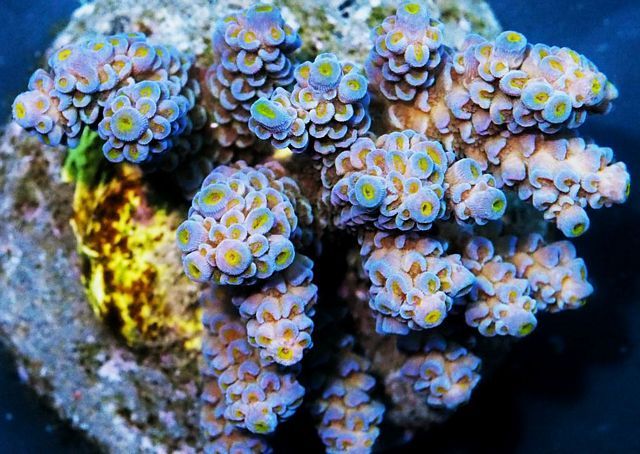 tn_HP%20M1550%2099%20%20Blue%20tip%20Acropora%20tenuis_zpso2bzc4ag.jpg