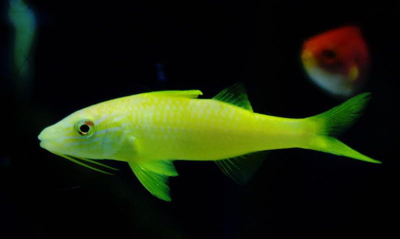 yellowgoatfish.jpg