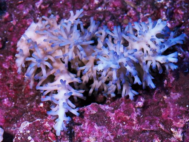 tn_HP%20N0601%20199%20Aussie%20Ice%20Fire%20Acropora%20echinata%203_zps0gdbyxg4.jpg