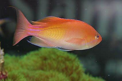 Pseudanthias-marcia.jpg