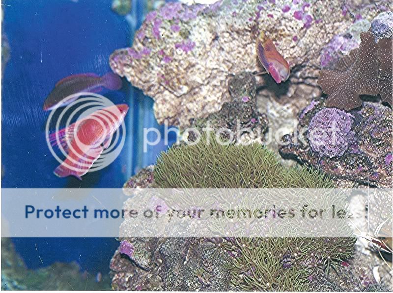 linespotflasherwrasse3.jpg