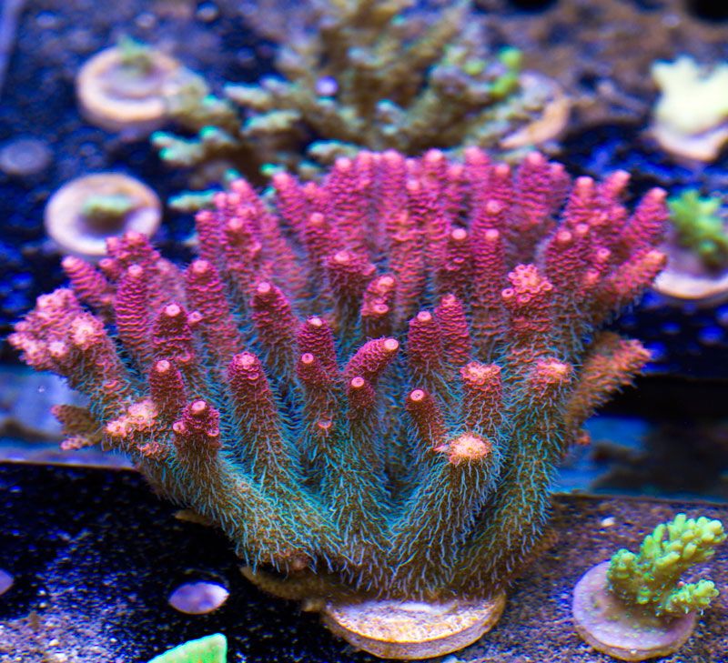 newcorals4055.jpg~original