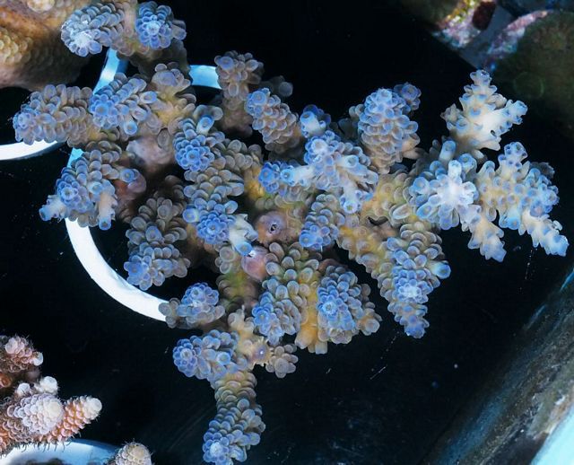 tn_AC%20M0109%20169%20Blueprint%20Corallite%20Aussie%20Acropora_zps9adplwyx.jpg