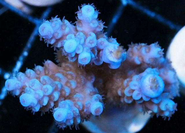 tn_AF%20M2704%2089%20Super%20Blue%20Acropora_zpsy8sitrfw.jpg