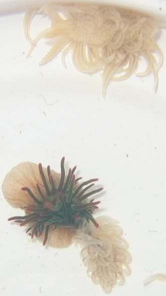 anemonedeath05.jpg