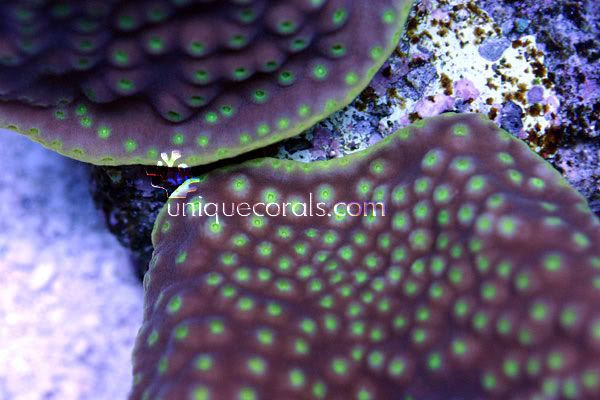 doublescrollcoral_macro-1.jpg