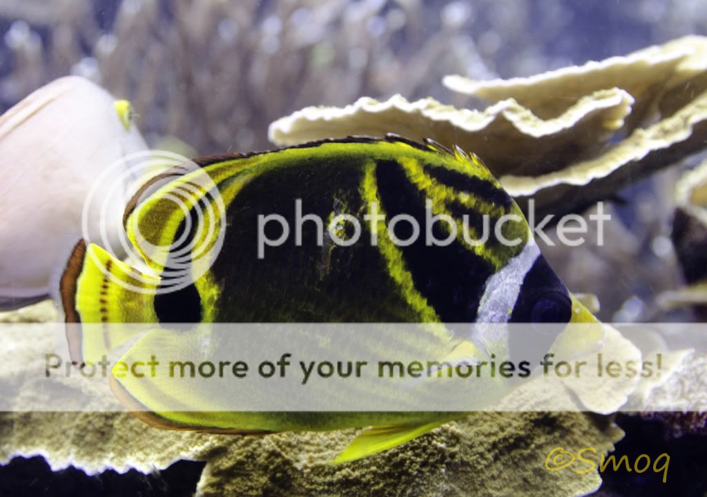 butterflyfish.jpg