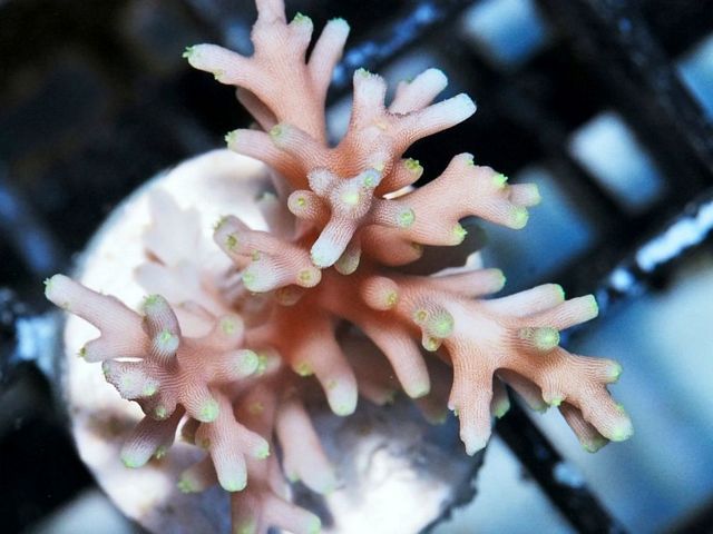 tn_X%20M3059%2013%20Lime%20Polyp%20Deepwater%20Acropora_zpscvlysl3c.jpg