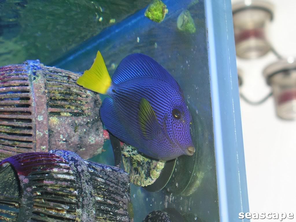 scooterblennyandwrasses006.jpg