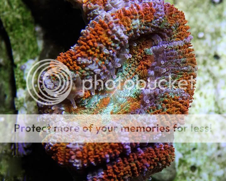 acan2-111409.jpg