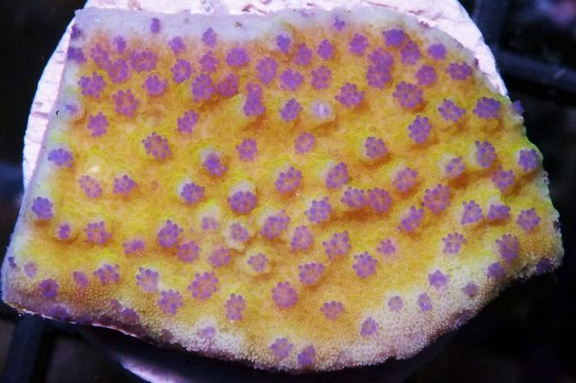 tn_F%20D0329%20Purple%20Polyp%20Yellow%20Montipora%20125%2059_zpsir983k4a.jpg