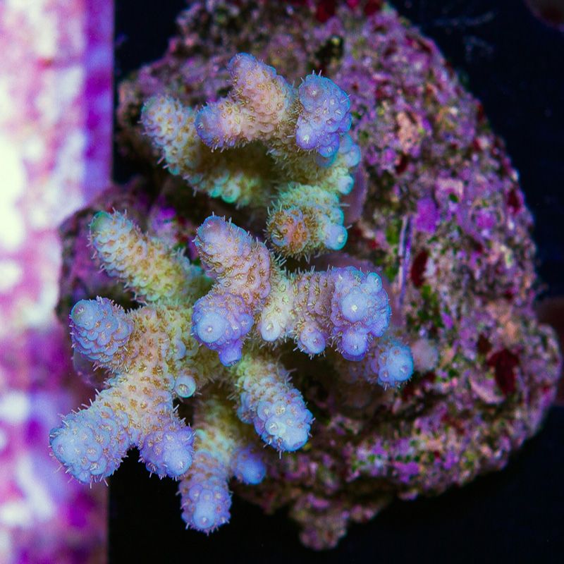 newcoral1410b.jpg